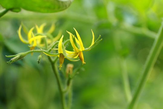 农家菜园番茄