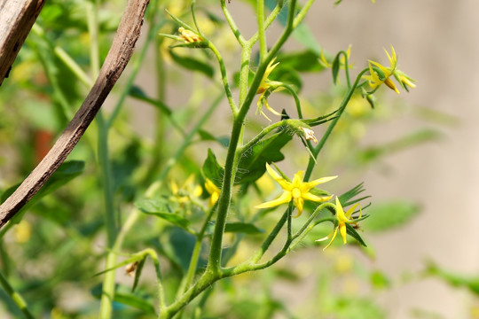 农家菜园番茄花