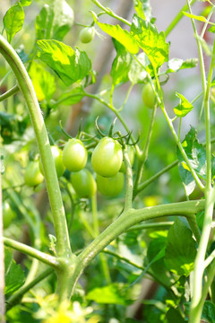 农家菜园番茄