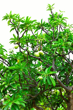 海檬果树
