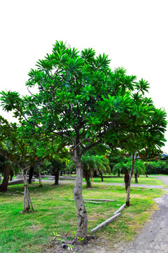 海檬果树
