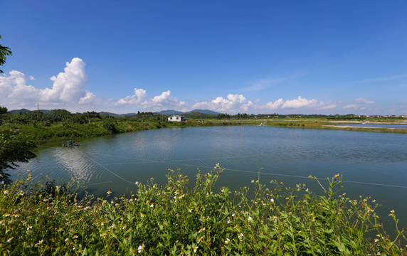 阳西 蚝乡 红木山村