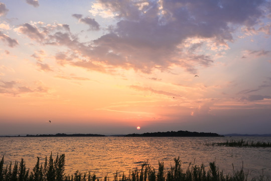 夕阳 水鸟