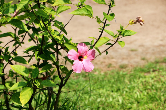 扶桑花