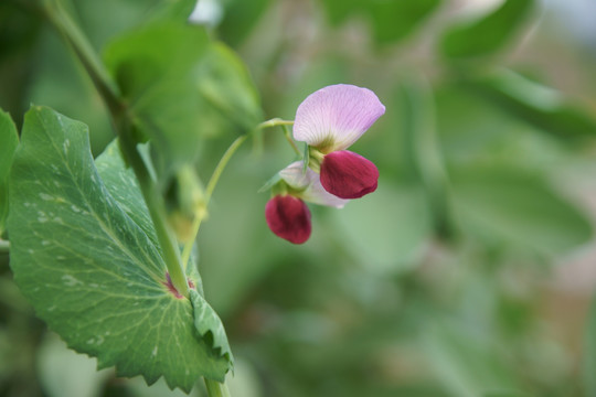 豌豆花