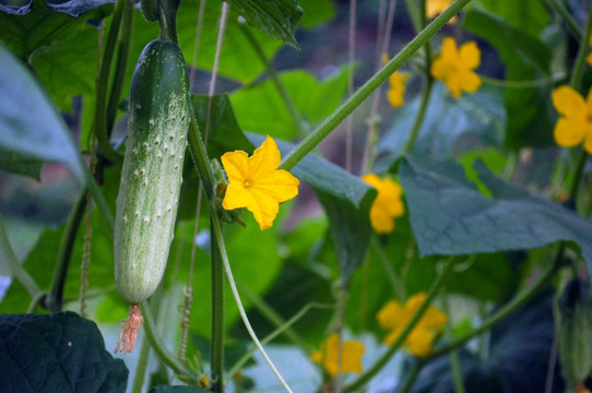 蔬菜种植