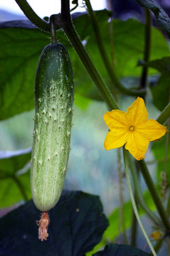 蔬菜种植