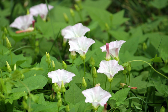 花卉 花朵 花 夏天 牵牛花