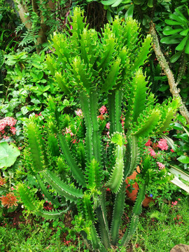 热带雨林植物仙人掌