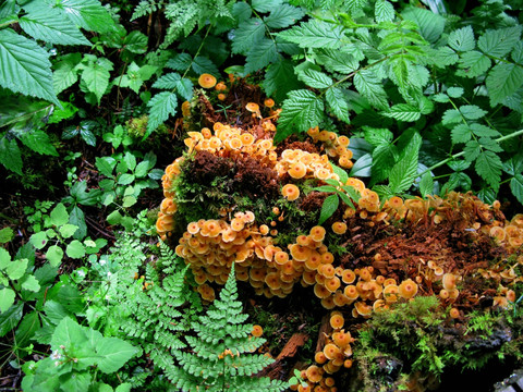 九寨沟原始森林蘑菇摄影