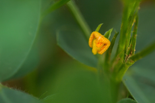 花生地 花生花 花生秧