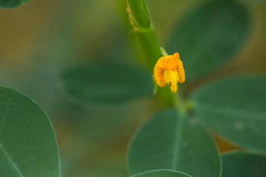 花生地 花生花 花生秧