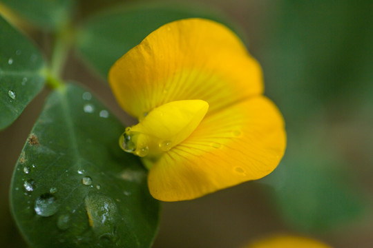 花生地 花生花 花生秧