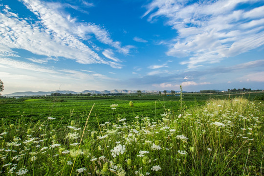 田园风光 田园田野 花生地