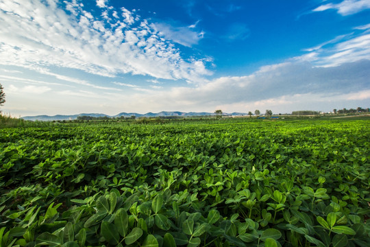 田园风光 田园田野 花生地