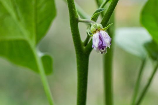 茄子花