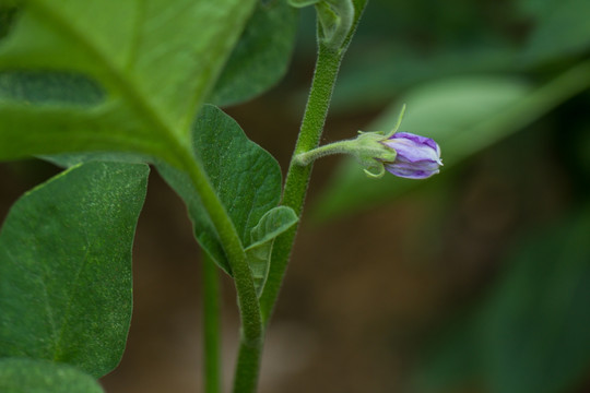 茄子花