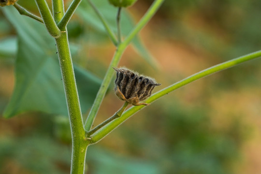 响耳草 磨盘草