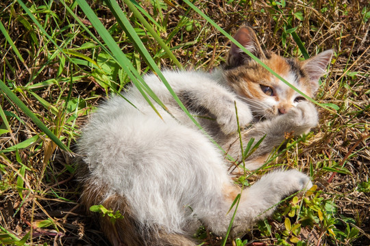 草丛中的猫