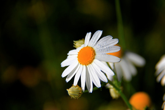 白菊花 野白花