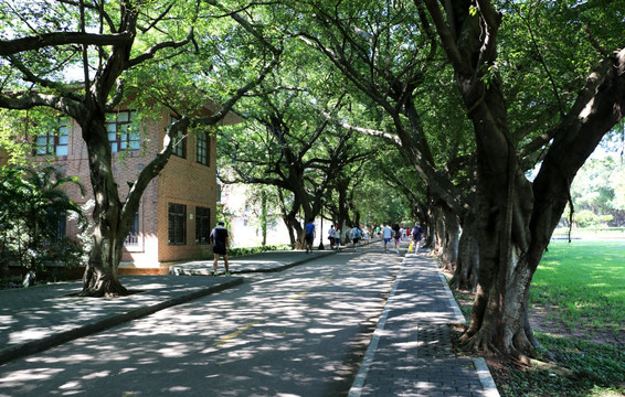 校園林蔭路