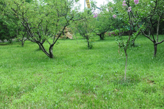 公园风景 草皮 草坪