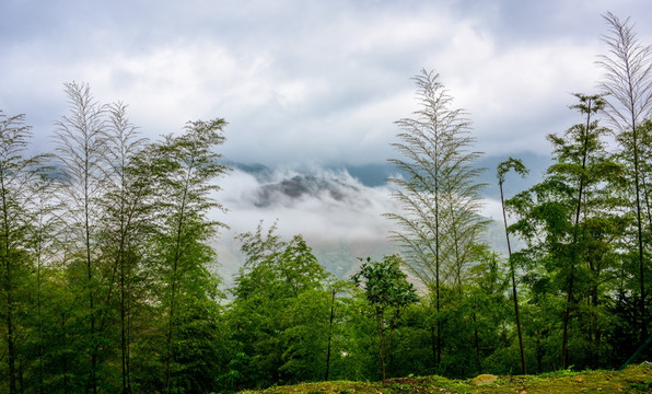 竹林远山