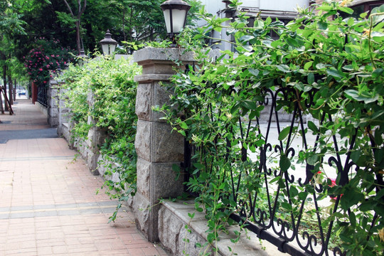 绿植美化 围墙植物