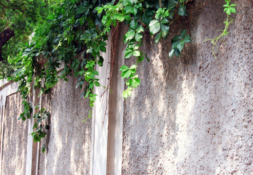 围墙与绿植