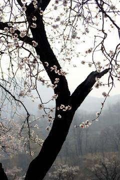 春天的杏花树
