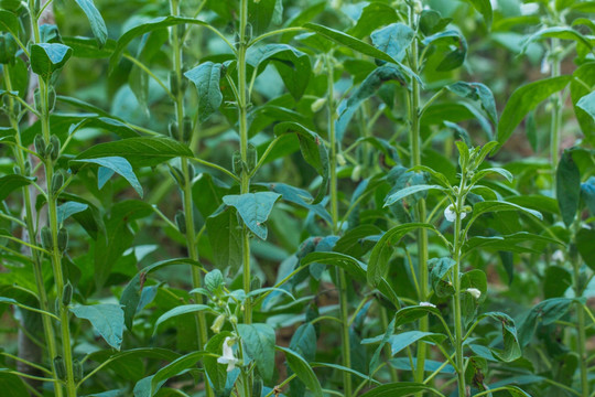 芝麻开花 芝麻树