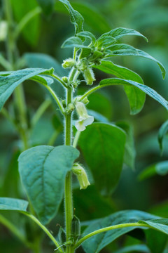 芝麻开花 芝麻树