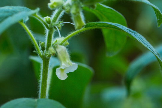 芝麻开花 芝麻树