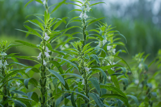 芝麻开花 芝麻树