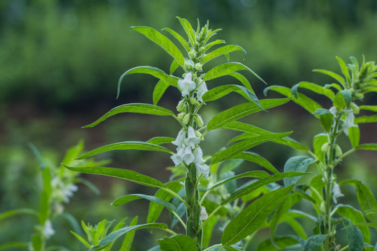 芝麻开花 芝麻树