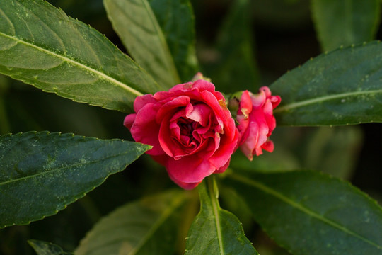 凤仙花 指甲花