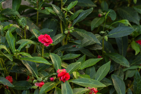 凤仙花 指甲花