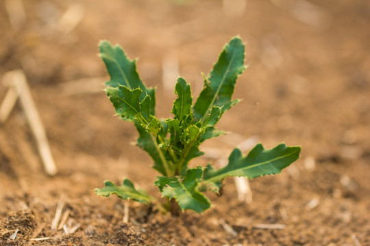 刺儿菜 小蓟