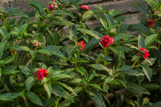 凤仙花 指甲花