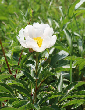 春花秋叶