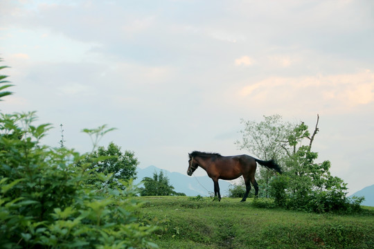 马