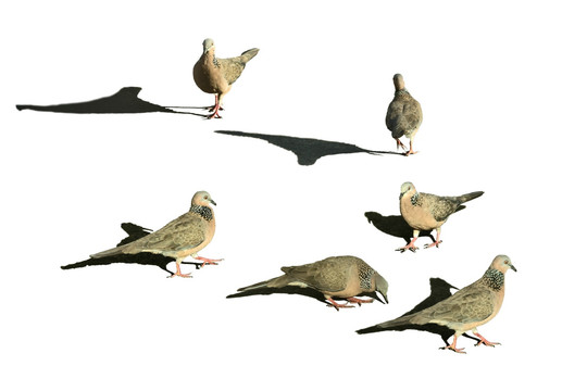 珠頸斑鳩