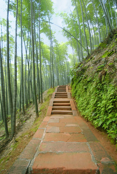 竹林 山间小路