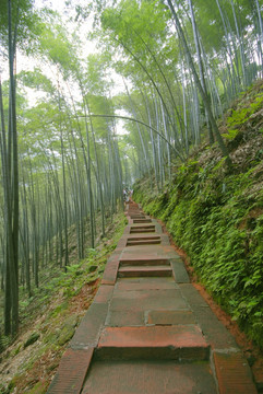 竹林 山间小路