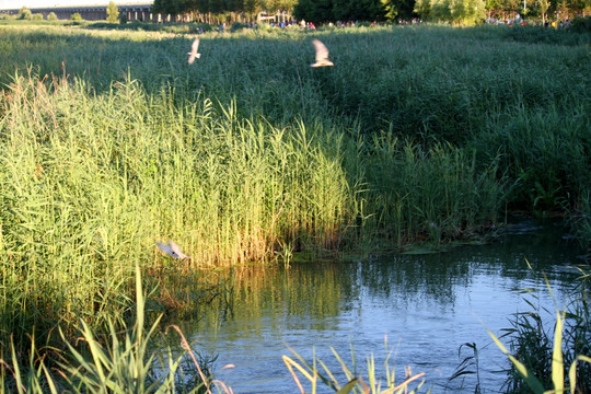 湿地 芦苇 河流 水 绿色