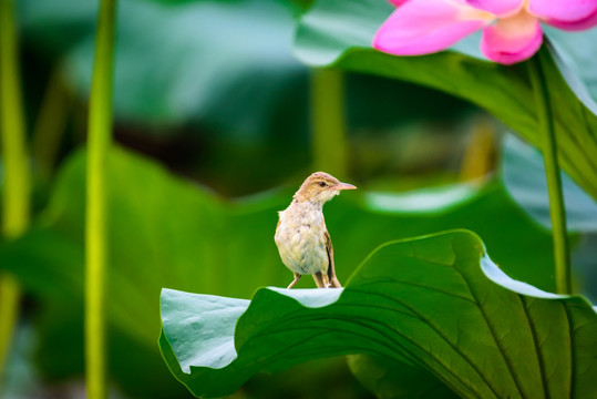 荷花 小鸟