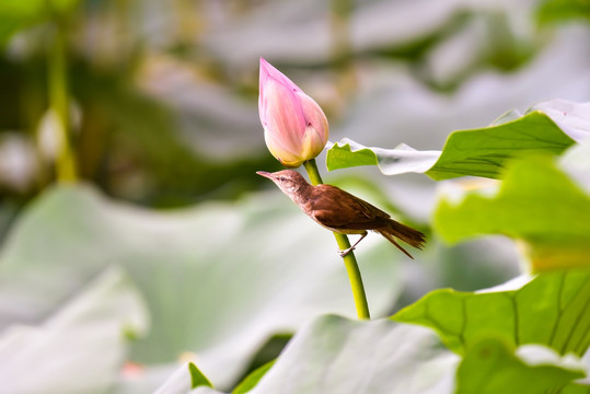 荷花 小鸟