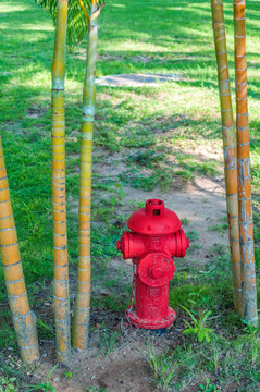 罗汉竹丛里的消防栓