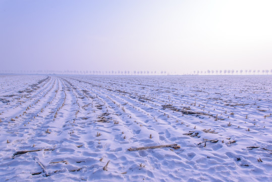 雪原