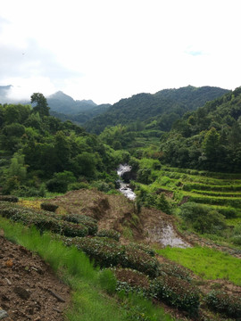 山 山林 山里 山村